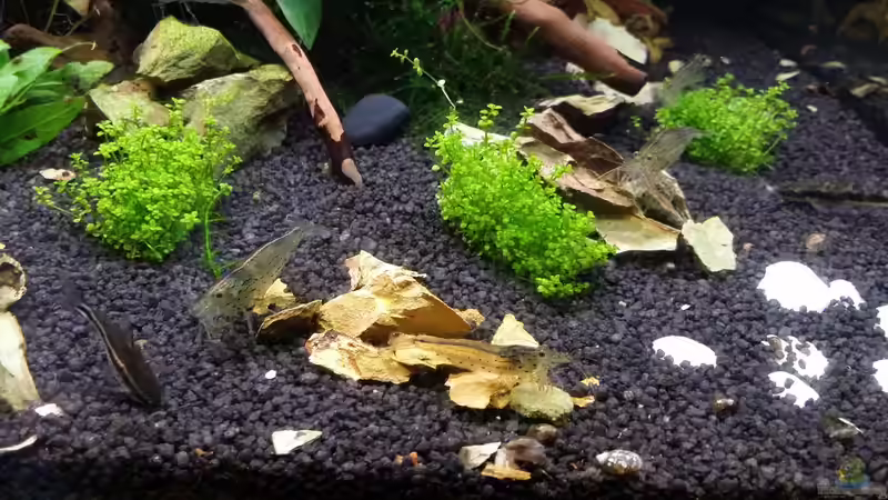 Pflanzen im Aquarium 216l cube no name von Enyo (11)