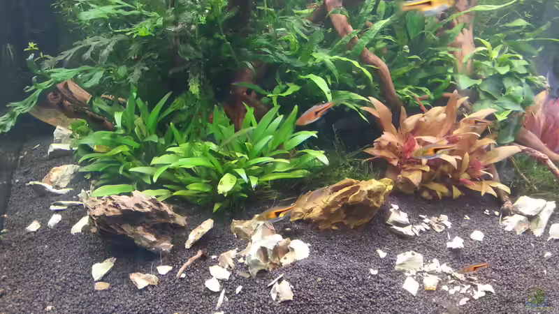 Pflanzen im Aquarium 216l cube no name von Enyo (7)