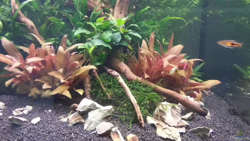 Pflanzen im Aquarium 216l cube no name von Enyo (8)