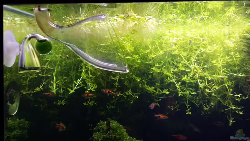 Pflanzen im Aquarium 216l cube no name von Enyo (9)