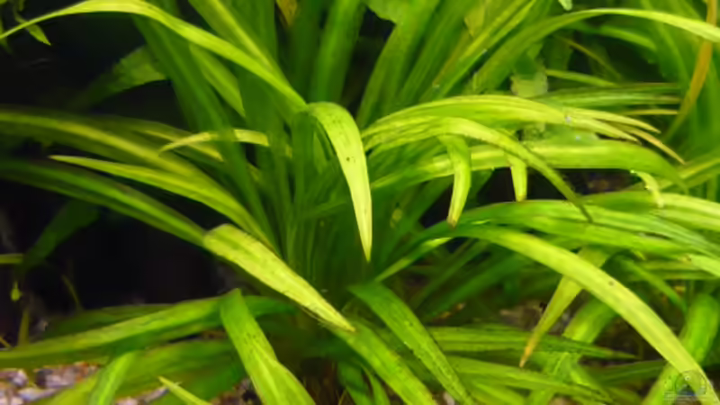 Pflanzen im Aquarium 240 Liter von Wels (12)