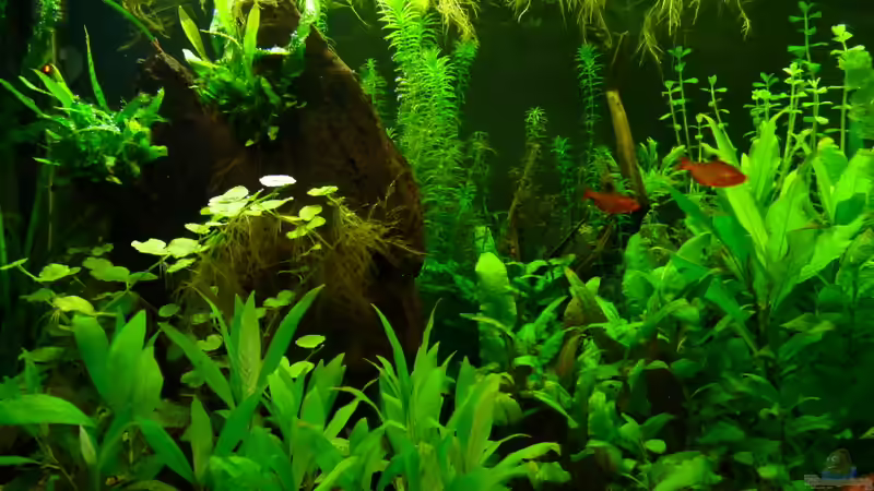 Pflanzen im Aquarium 240er von Steffen S. (6)