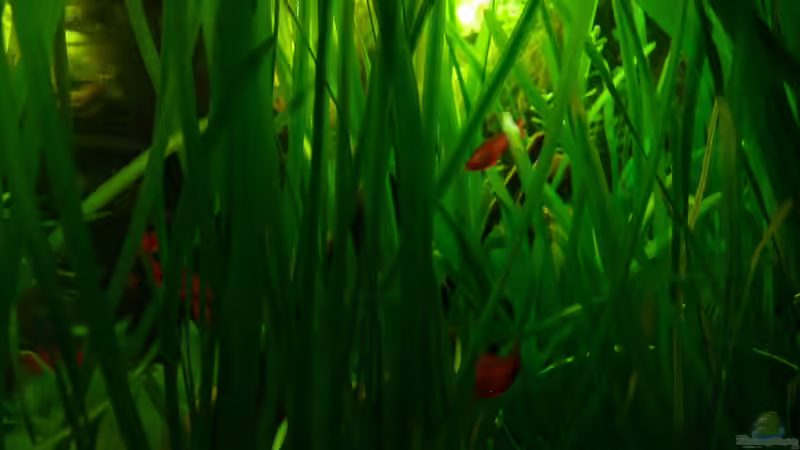 Pflanzen im Aquarium 240er von Steffen S. (7)