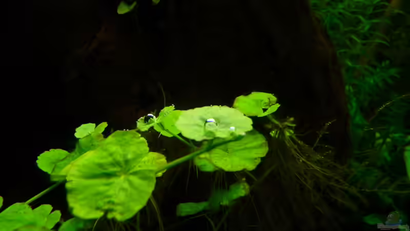 Pflanzen im Aquarium 240er von Steffen S. (8)
