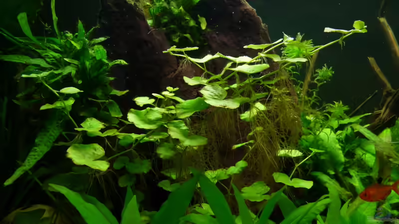 Pflanzen im Aquarium 240er von Steffen S. (9)