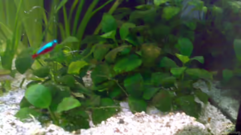 Pflanzen im Aquarium 240L - Salmler (nur noch als Beispiel) von Amazonasbecken.eu (5)