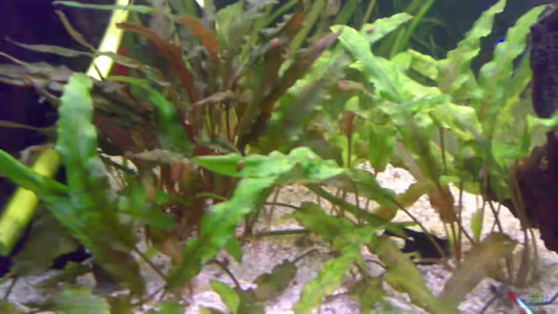 Pflanzen im Aquarium 240L - Salmler (nur noch als Beispiel) von Amazonasbecken.eu (6)