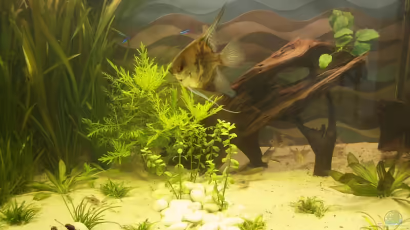 Pflanzen im Aquarium 250 l Gesellschaft von Nadinsche (10)