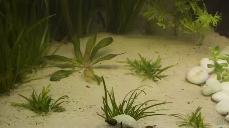 Pflanzen im Aquarium 250 l Gesellschaft von Nadinsche (7)