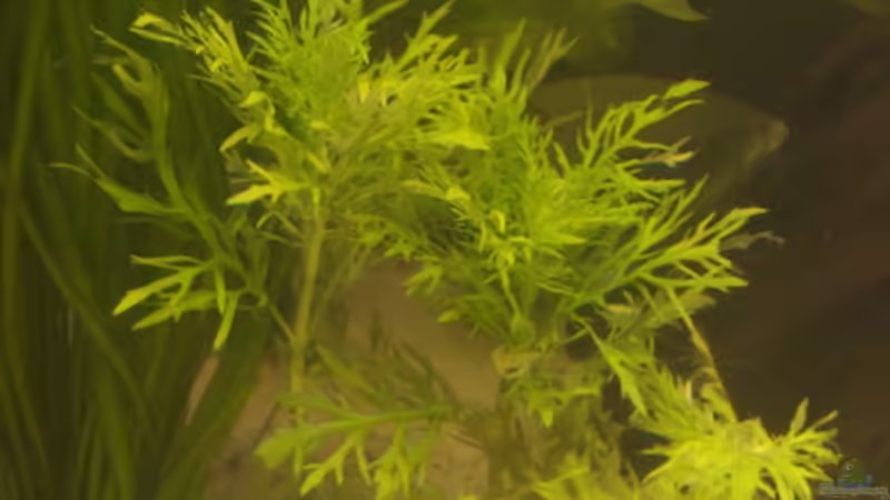 Pflanzen im Aquarium 250 l Gesellschaft von Nadinsche (8)