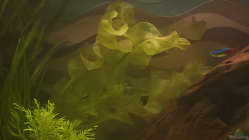 Pflanzen im Aquarium 250 l Gesellschaft von Nadinsche (9)