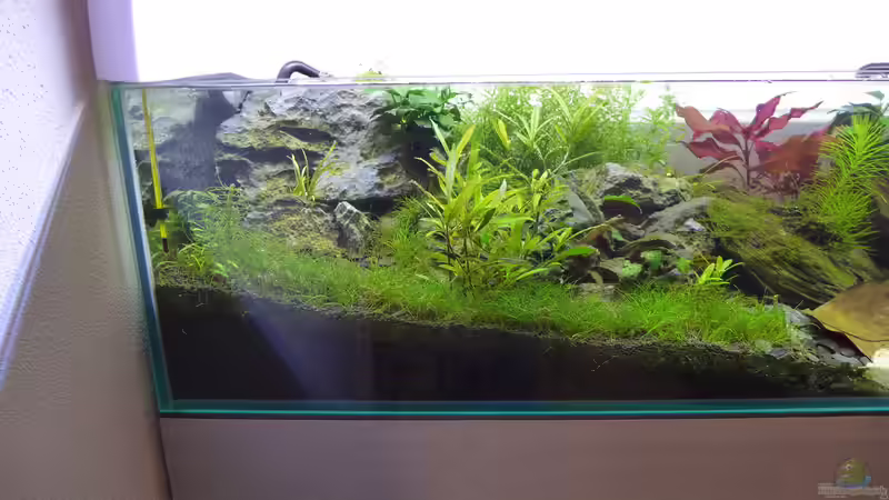 Pflanzen im Aquarium 2nd floor von Dreadnought (17)