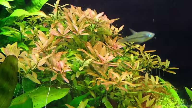 Pflanzen im Aquarium 340l Asiatische Zwerge (Existiert nicht mehr!) von -serok- (8)