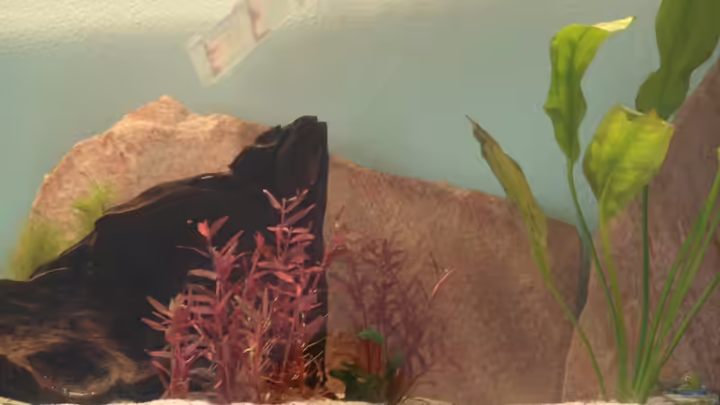 Pflanzen im Aquarium 375 L von Philipp XXxX (6)