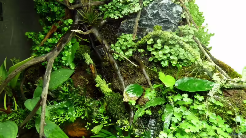 Pflanzen im Aquarium 375l Riparium von -serok- (10)