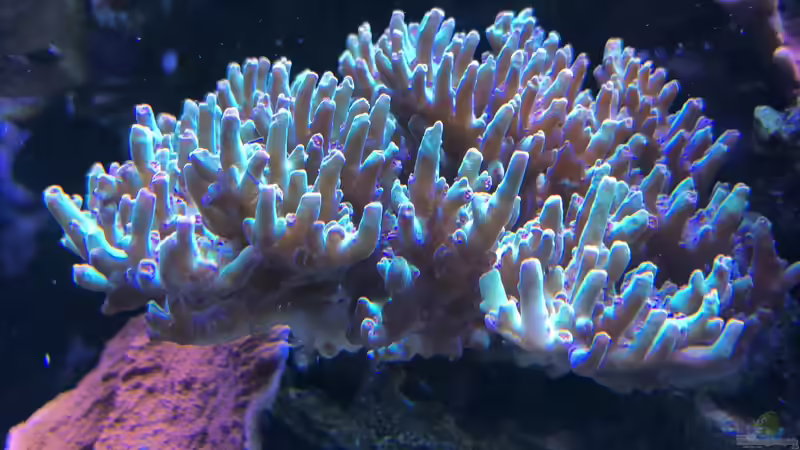 Pflanzen im Aquarium 430l Riff mit Glasschrank von Brookshaw (43)