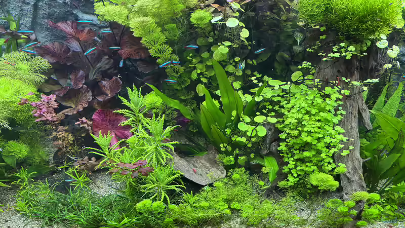 Pflanzen im Aquarium 450 l Südamerikabecken von pelo (4)