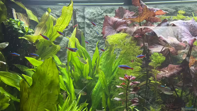 Pflanzen im Aquarium 450 l Südamerikabecken von pelo (5)