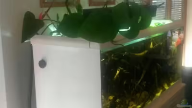 Pflanzen im Aquarium 450 l Wurzelbiotop von Markaroni (8)