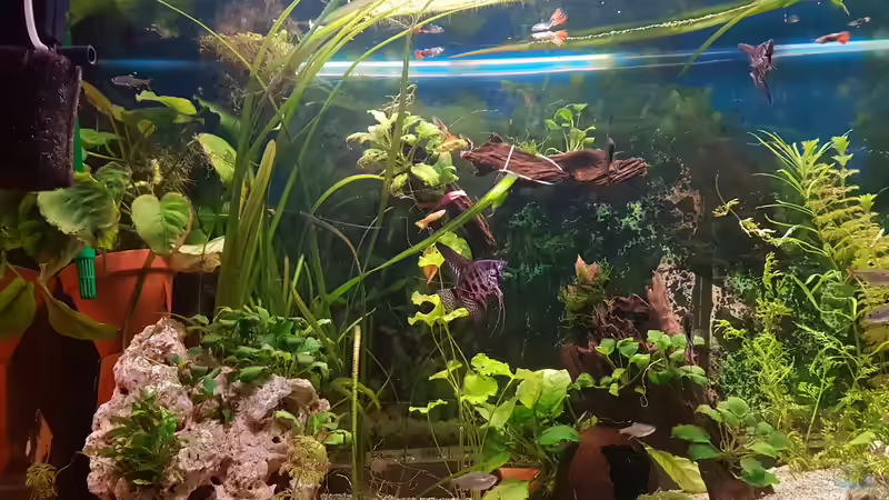 Pflanzen im Aquarium 450 Liter von Aquarius1988 (24)