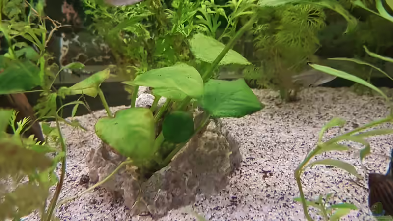 Pflanzen im Aquarium 450 Liter von Aquarius1988 (28)