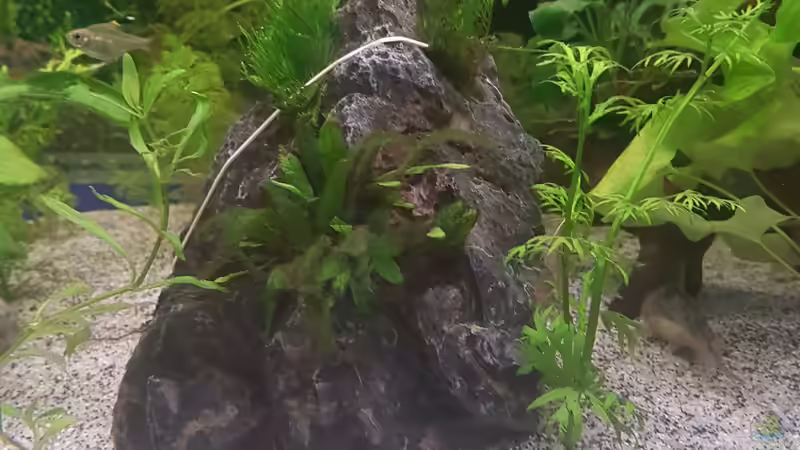 Pflanzen im Aquarium 450 Liter von Aquarius1988 (30)