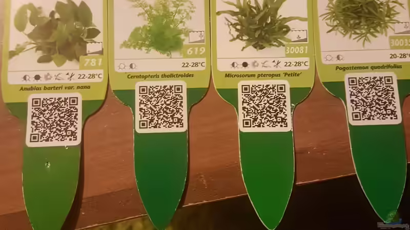 Pflanzen im Aquarium 450 Liter von Aquarius1988 (34)