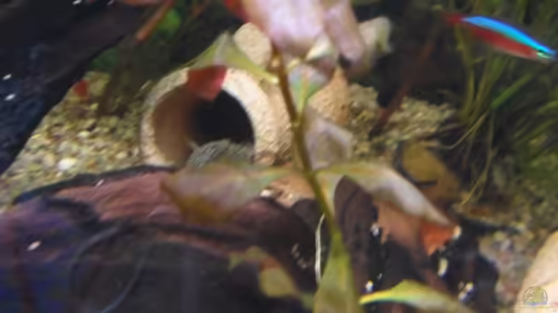 Pflanzen im Aquarium 54 liter Gesellschaftsbecken von McCena (7)