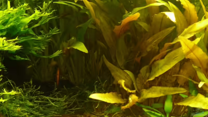 Pflanzen im Aquarium 54 Liter von A. G. (13)