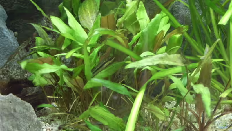 Pflanzen im Aquarium 54 Liter von A. G. (7)