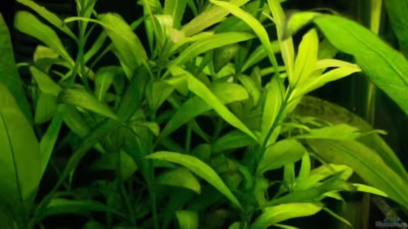 Pflanzen im Aquarium 54 Liter von blubba123 (2)
