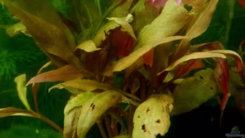 Pflanzen im Aquarium 54 Liter Wirbellose von Michael Boeck (10)