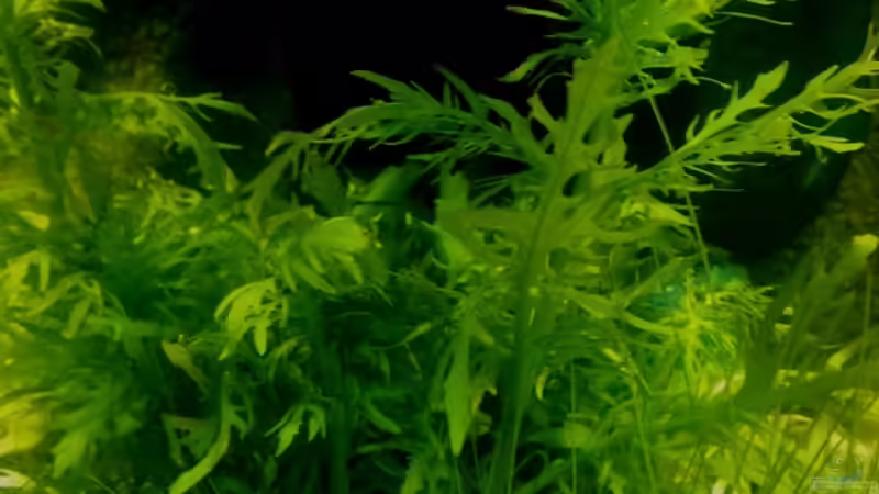 Pflanzen im Aquarium 54 Liter Wirbellose von Michael Boeck (11)