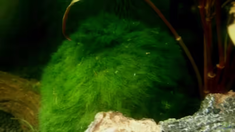 Pflanzen im Aquarium 54 Liter Wirbellose von Michael Boeck (12)