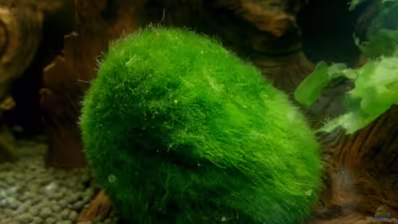 Pflanzen im Aquarium 54 Liter Wirbellose von Michael Boeck (13)