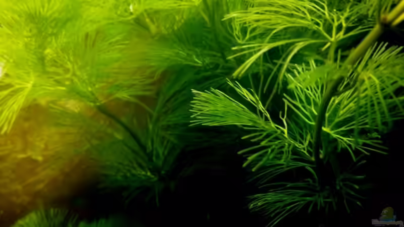 Pflanzen im Aquarium 54 Liter Wirbellose von Michael Boeck (5)