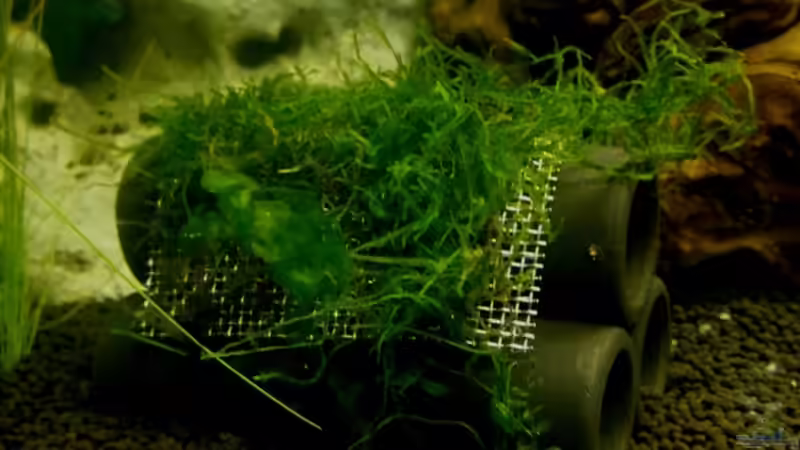 Pflanzen im Aquarium 54 Liter Wirbellose von Michael Boeck (6)