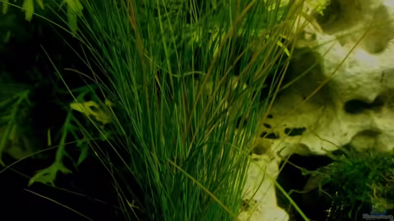 Pflanzen im Aquarium 54 Liter Wirbellose von Michael Boeck (8)