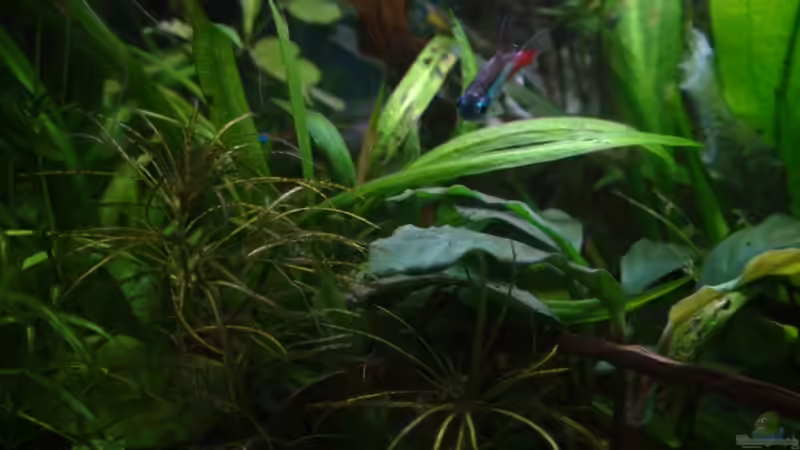Pflanzen im Aquarium 54l AQ von Snipi (3)