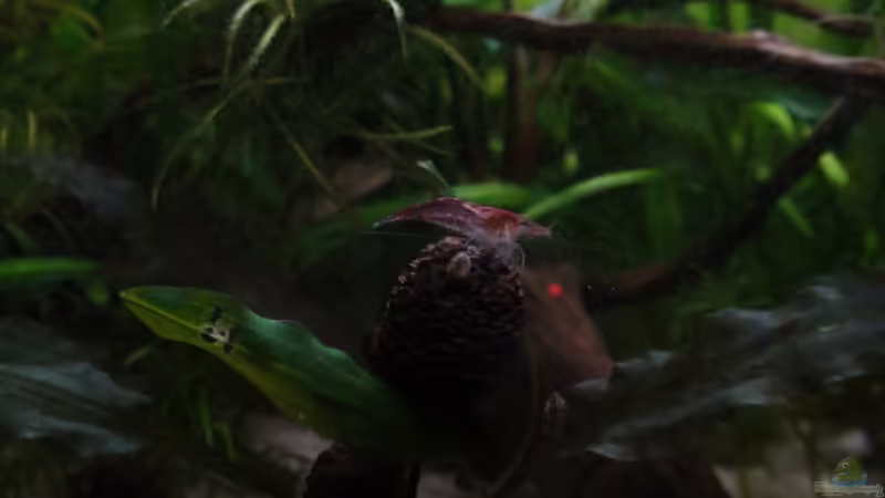 Pflanzen im Aquarium 54l AQ von Snipi (4)