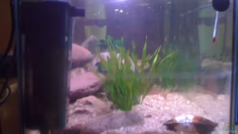 Pflanzen im Aquarium 54l Tanganijka von Marvin Götting (3)