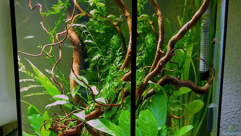 Pflanzen im Aquarium 6-Eck Westafrikabecken von Kuller (6)