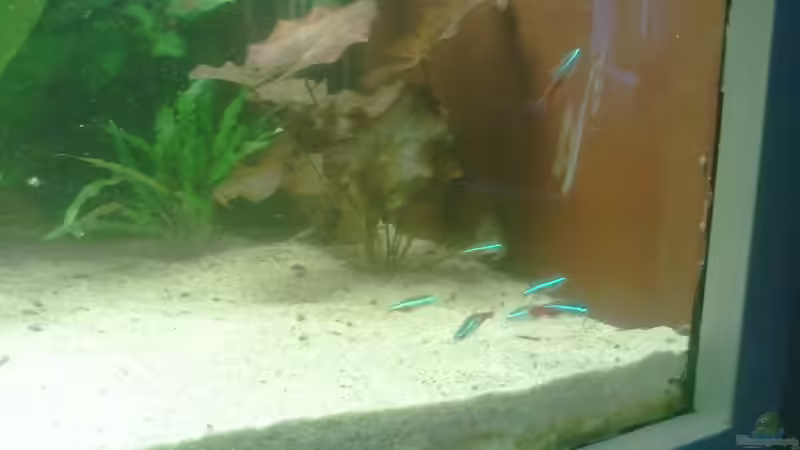 Pflanzen im Aquarium 650L Holzaquarium von Lykos (9)