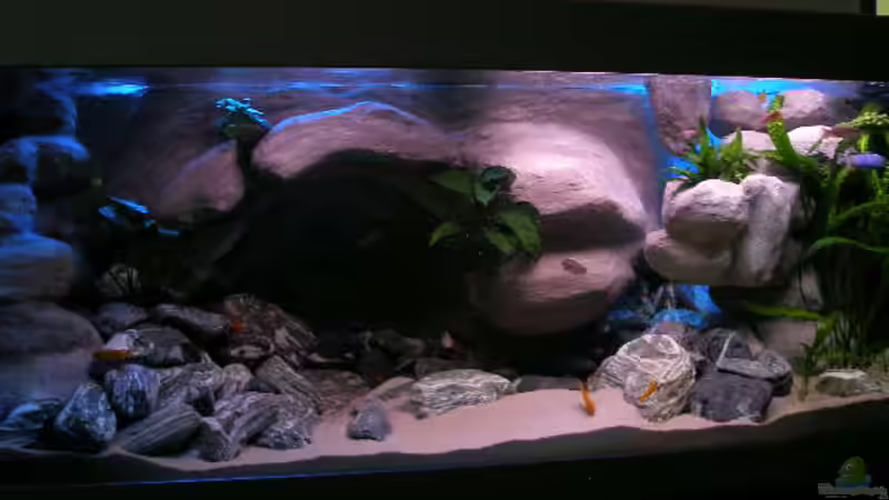 Pflanzen im Aquarium 672L Mbuna Becken - nur noch als Beispiel - von Marco O. (27)