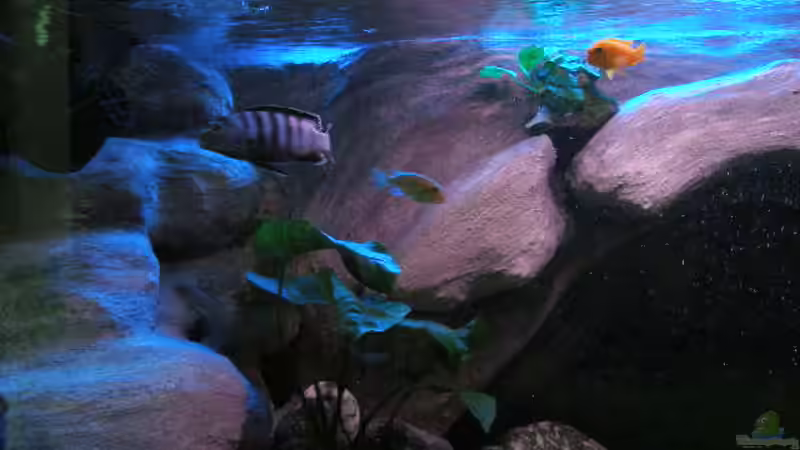 Pflanzen im Aquarium 672L Mbuna Becken - nur noch als Beispiel - von Marco O. (28)