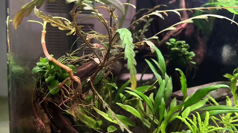 Pflanzen im Aquarium 70 l Mini-Dschungel von Rena (16)