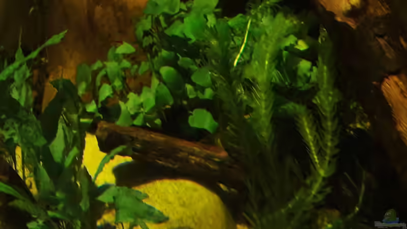 Pflanzen im Aquarium 8.000L von Kurt Osterhoff (21)