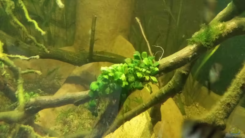 Pflanzen im Aquarium 8.000L von Kurt Osterhoff (23)