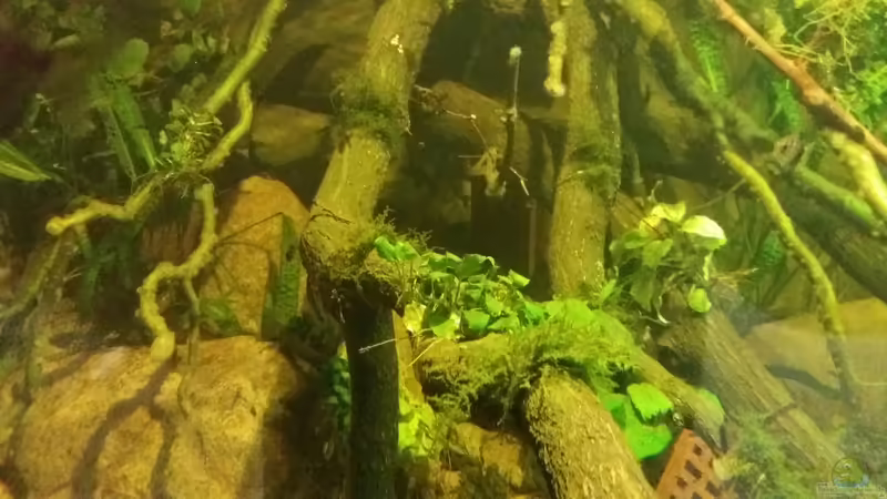 Pflanzen im Aquarium 8.000L von Kurt Osterhoff (24)