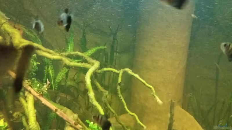 Pflanzen im Aquarium 8.000L von Kurt Osterhoff (25)